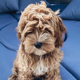 Lula - Cockapoo