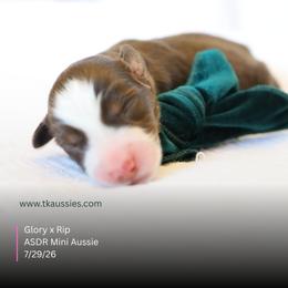 Arrow- Red Tri Male - Red tri male Miniature Australian Shepherd puppy in Nacogdoches, Texas from TK Standard, Mini, & Toy Aussies