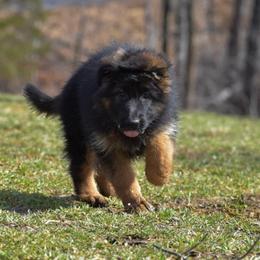Dotty - Black and red female German Shepherd puppy in New Jersey from Stahlhaus ( Previously Buffelbach Farmstead Shepherds)
