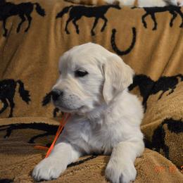 Golden Retriever and Jack Russell Terrier Puppies from VS Golden Fields