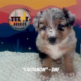 Cardamom - Blue merle female Australian Shepherd puppy in Tucson, Arizona from TTTNT Aussies