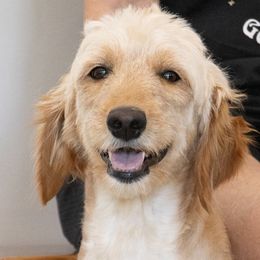 Reese - Goldendoodle