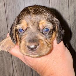 Rosie - Black and tan female Beagle puppy in Viper, Kentucky from Mountain Top