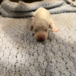 Sean - Blenheim male Cavapoo puppy in Athens, Georgia from Sandy Cross Kennels