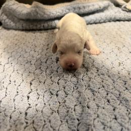 Sean - Blenheim male Cavapoo puppy in Athens, Georgia from Sandy Cross Kennels