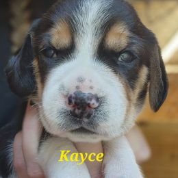 Boy 2 - male Beagle puppy in Brockway, Pennsylvania from Sugar Hill Hounds
