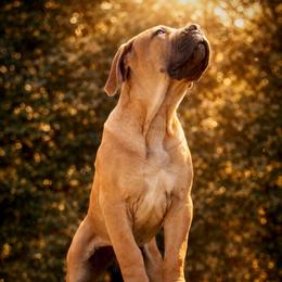 GOKU - Red male Boerboel puppy in Pennsylvania from Cold River Boerboels