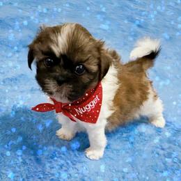 Shichon and Shih Tzu Puppies from Angie’s Teddy Bear Puppies Minnesota