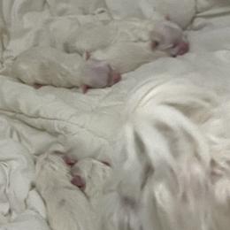 Maltese Puppies from My Maltese Family