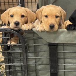 Butterfinger-yellow male - Yellow male Labrador Retriever puppy in Gig Harbor, Washington from Mayfield Farm