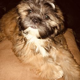 Shih Tzu Puppies from Debbie’s Precious Shih Tzu’s