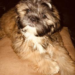 Shih Tzu Puppies from Debbie’s Precious Shih Tzu’s