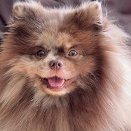 Cockapoos and Pomeranians from Pine & Palm Pomeranians & Poodles