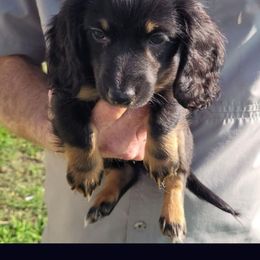 Tyler - Black and tan Dachshund puppy in Randolph, Texas from Little Treasures