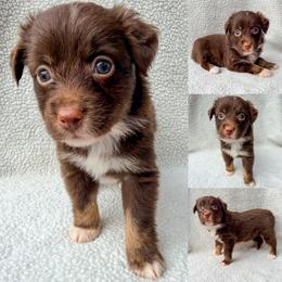 Red tri female - Red tri female Toy Australian Shepherd puppy in Brooker, Florida from Honey, I Shrunk the Aussies