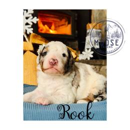 Rook - Merle male Bernedoodle puppy in Belleville, Michigan from Moose Tracks Bernedoodles