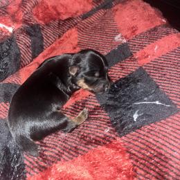 Woody - Black and tan male Yorkshire Terrier puppy in Gastonia, North Carolina from Precious pups dynasty kennel