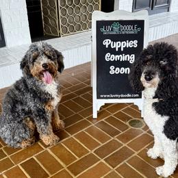 Bernedoodle puppies from Luv My Doodle