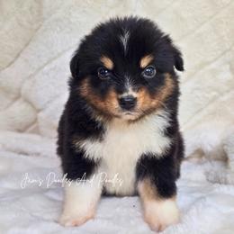 Milk Duds - Black tri female Miniature Australian Shepherd puppy in Cleveland, Georgia from Jam's Doodles And Poodles