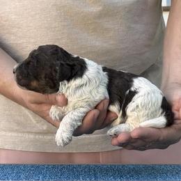 Boy 2 - Brown roan male Lagotto Romagnolo puppy in Sugar Valley, Georgia from Pinnacle Farm and Kennel