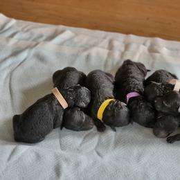 Pumi Puppies from Marylynn Carrasco