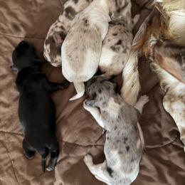 Male 2 - Dapple male Dachshund puppy in Delta, Colorado from Weinderful Dachshunds