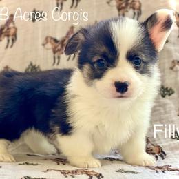 Filly - Black and tan female Pembroke Welsh Corgi puppy in Woodland, Washington from MB Acres Corgis