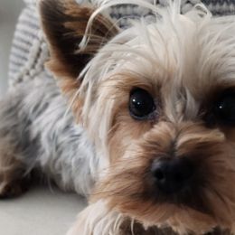 Yorkshire Terriers from Adriana's Yorkies