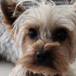 Yorkshire Terriers from Adriana's Yorkies