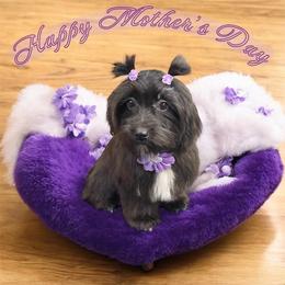 Kira - Black female Morkie puppy in Davie, Florida from Sweet Peluditos