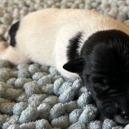 Black Parti Female - Parti female Miniature Schnauzer puppy in Clover, South Carolina from Bobo’s Babies Kennels