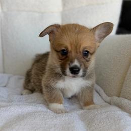 Biscuit - Sable male Pembroke Welsh Corgi puppy in Moreno Valley, California from House of Paws & Co.