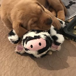 Labrador Retriever Puppies from Mountain Top View Fox Red Labs