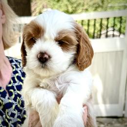 Girl 2 Nova - Blenheim female Cavapoo puppy in Bountiful, Utah from PJs Puppy Love