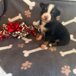 Boy 2 - Black tri male Miniature Australian Shepherd puppy in Ellsworth, Kansas from Flying H Mini Aussies