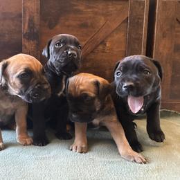 Cane Corso Puppies from Cowan Farms