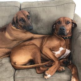 Rhodesian Ridgebacks from Msasa Rhodesian Ridgebacks