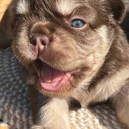 Chanel - Tricolors female French Bulldog puppy in Miami, Oklahoma from Destiny Jones