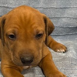 Rhodesian Ridgebacks from Copper Ridge Rhodesians