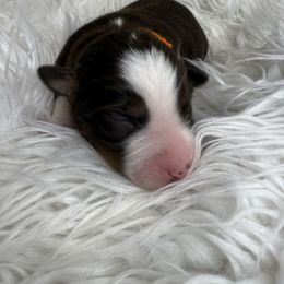 Dopey - Red tri male Miniature Australian Shepherd puppy in Quincy, Illinois from SK Aussie’s