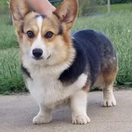 Pembroke Welsh Corgi All Grown Up from Owenby's Corgi's