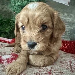 Noelle - Red female Cavapoo puppy in Camden, Michigan from FurEver Friends Finder
