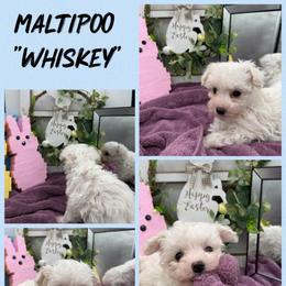 Whiskey - White male Maltipoo puppy in Wayland, New York from Loris Pampered Pooches💕