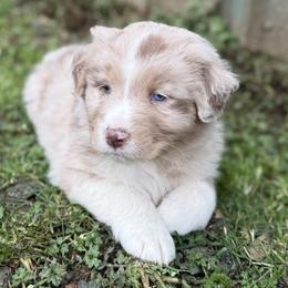Pluto - Red merle male Australian Shepherd puppy in Otis, Oregon from Heritage Hill Aussies