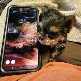 Miniature Schnauzer and Yorkshire Terrier Puppies from Tiny Tushy Lodge