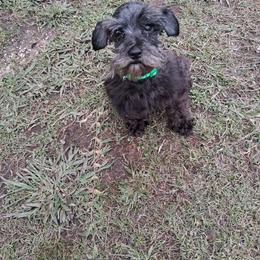 Tank - Miniature Schnauzer