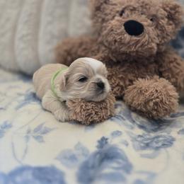 Yanni - Gold and white male Shih Tzu puppy in Surprise, Arizona from Ashlee's Shih Tzus