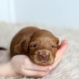 Purple - Caramel female Australian Labradoodle puppy in Williamstown, New York from Lewis Manor Labradoodles
