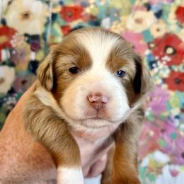 Garnet - Red merle female Toy Australian Shepherd puppy in Covington, Louisiana from Corner Oak Aussies