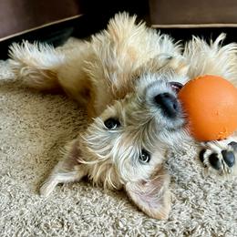 Soft Coated Wheaten Terrier Puppies from Karli Mueller